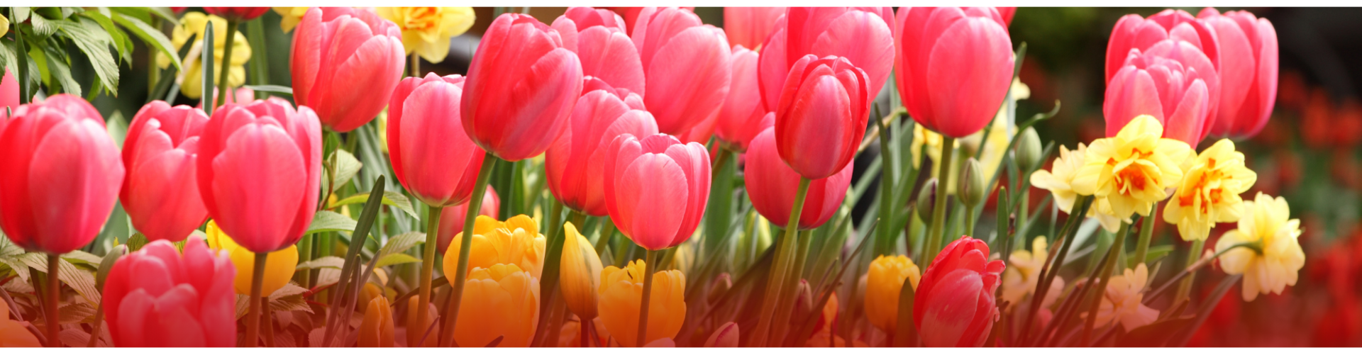Programmation de printemps disponible!